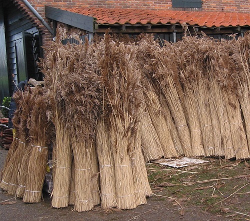 Roseau pour le toit Roseau pour le toit