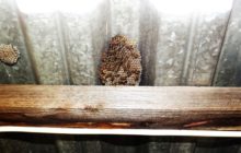 Nid de guêpes sur le toit