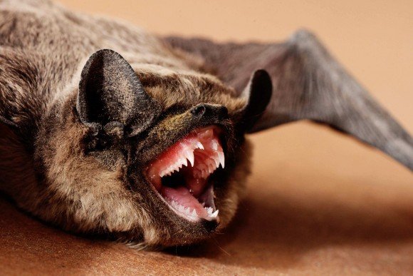La chauve-souris montre des dents pointues