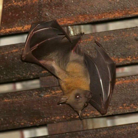 La chauve-souris suspendue à l'envers, accrochée à une poutre en bois