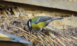 Une mésange plonge dans un toit de chaume