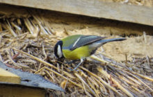 Une mésange plonge dans un toit de chaume