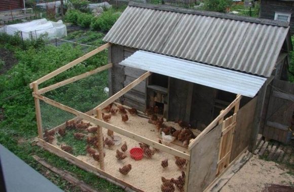 marcher pour les poulets