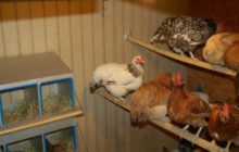 chauffage poulailler